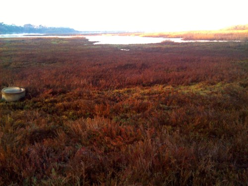 January 2014 sunrise, San Elijo Laguna Sunrise