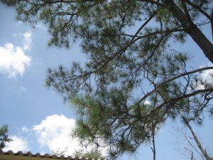 longleafpine1