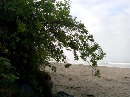 beach,  trees, lush beaches