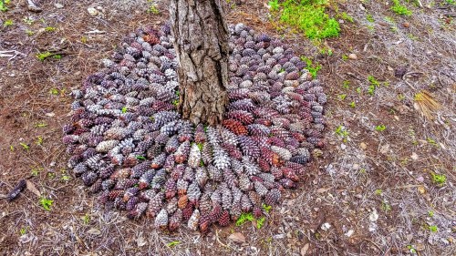 Trunk of pine tree surrounded by carefully laid out pine cones in a circular pattern by Leah Oviedo